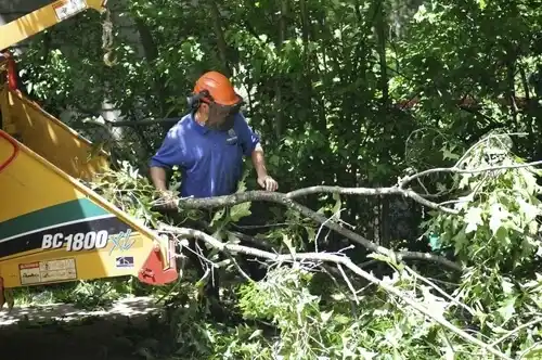 tree services Herald Harbor